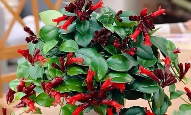 本命年养什么花好？有哪些吉祥花卉推荐？