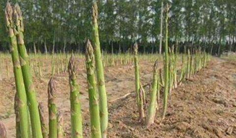 蓖麻子种植时底肥如何选择？施用方法有哪些？