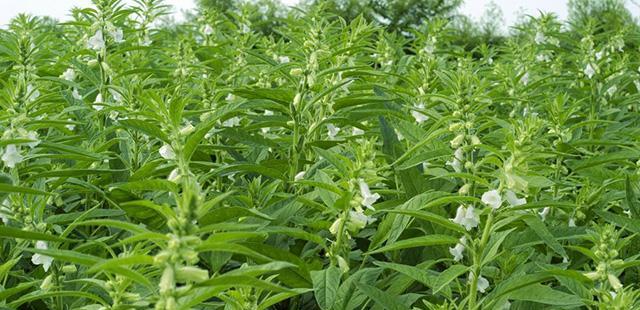 蓖麻子种植时底肥如何选择？施用方法有哪些？