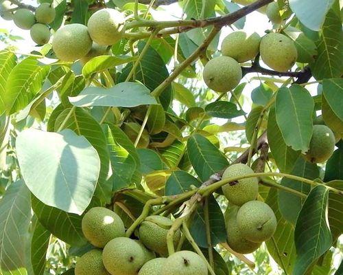 碧根果通常生长在哪些地区？如何识别碧根果的生长环境？