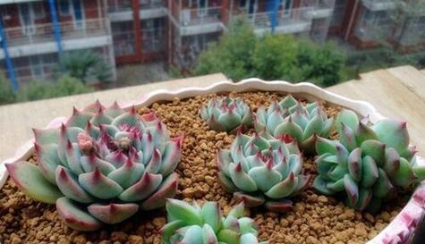 碧光环配土方法是什么？种植土壤如何选择？
