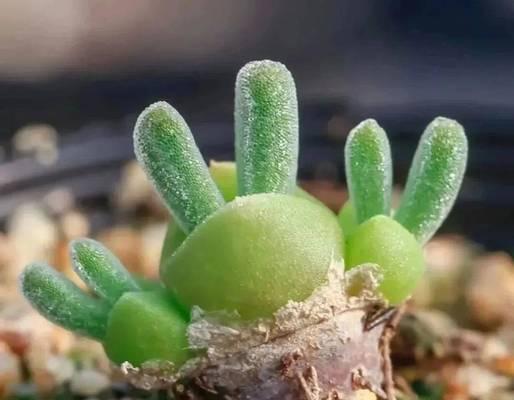 碧光环怎么养才会肉嘟嘟的？掌握这些技巧轻松养出健康植株！