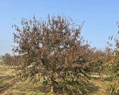 碧桃种子可以种吗？种植碧桃种子的正确方法是什么？