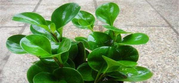 碧玉冬天会冻死吗？如何在寒冷季节保护碧玉植物？
