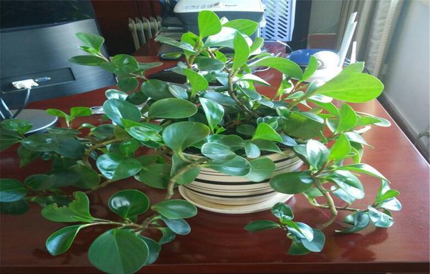 碧玉多久浇一次水？如何正确养护碧玉植物？