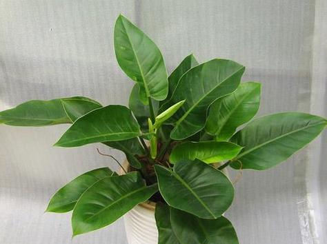 碧玉多久浇一次水？如何正确养护碧玉植物？