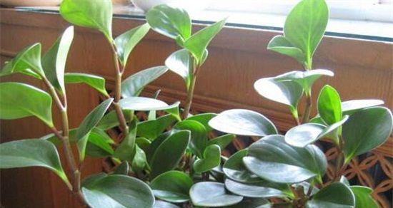 碧玉多久浇一次水？如何正确养护碧玉植物？