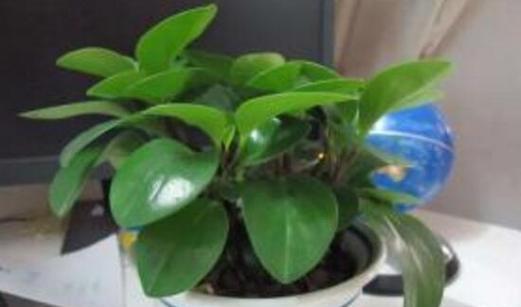 碧玉多长时间浇一次水？如何正确养护碧玉植物？
