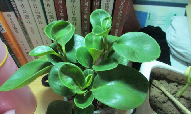 碧玉花的风水寓意是什么？如何正确摆放碧玉花？