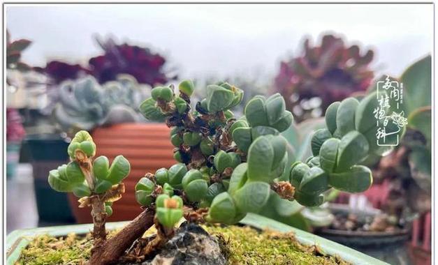碧玉换盆后需要浇水吗？换盆后浇水的正确时机是什么？