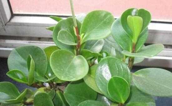 碧玉换盆后需要浇水吗？换盆后浇水的正确时机是什么？