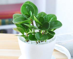 碧玉是什么植物？它有哪些特点和常见问题？