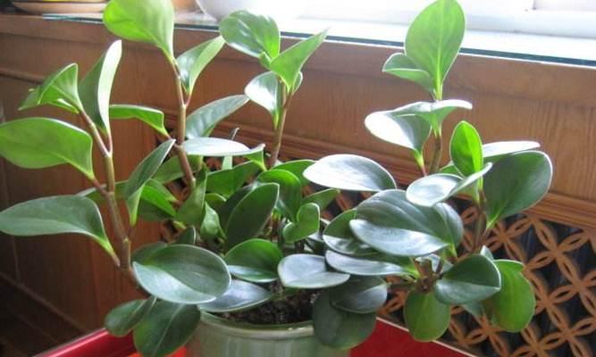 碧玉是什么植物？它有哪些特点和常见问题？