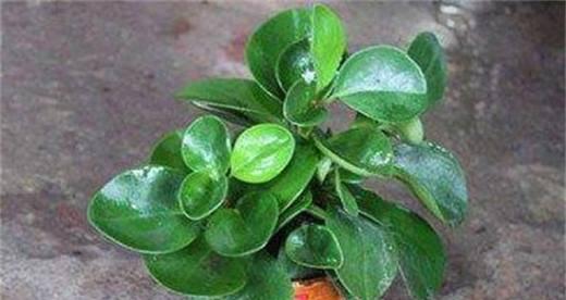 碧玉植物需要阳光吗？如何正确给碧玉提供光照？