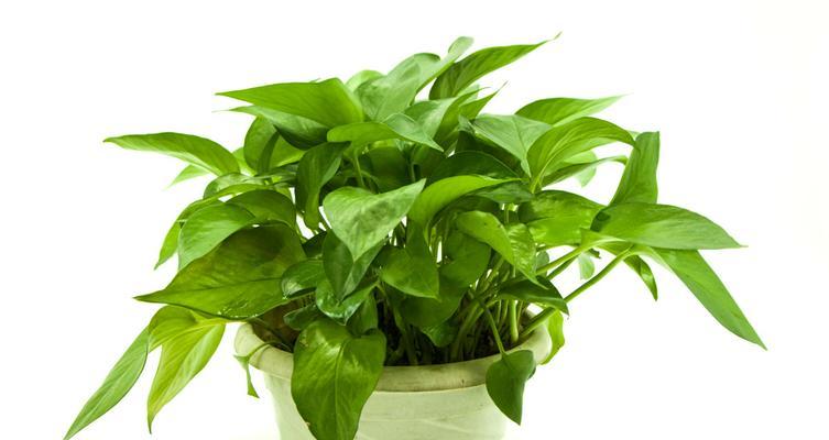 碧玉喜阴还是喜阳光？如何正确养护碧玉植物？