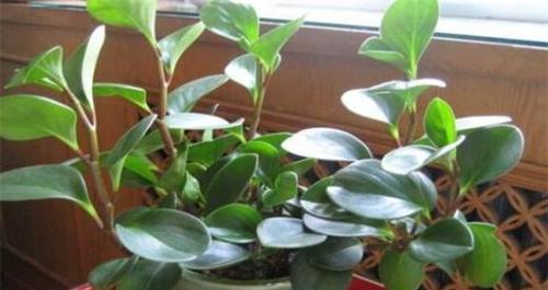 碧玉喜阴还是喜阳光？如何正确养护碧玉植物？