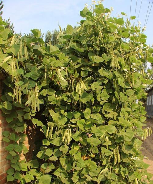 扁豆怎么种？最佳种植时间是什么时候？