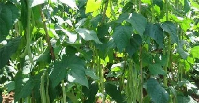 扁豆怎么种？最佳种植时间是什么时候？