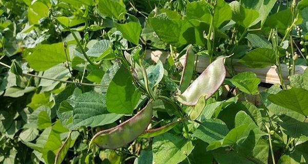 扁豆种植的最佳时间和方法是什么？