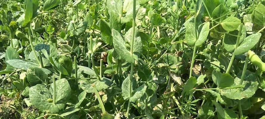 扁豆种植的最佳时间和方法是什么？
