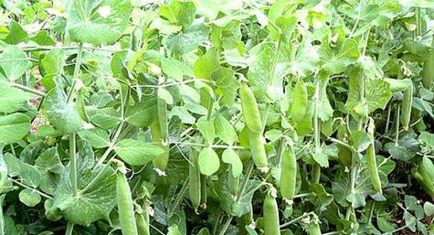 扁豆种植的最佳时间和方法是什么？