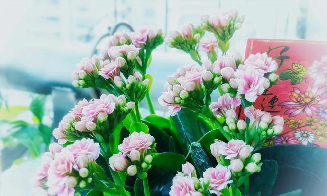 表示爱的花花语是爱的花？如何用花语表达爱意？