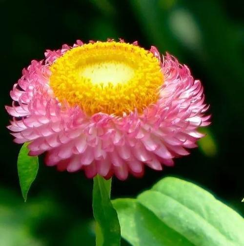 表示诚实的花花语是什么意思？如何用花表达诚实？