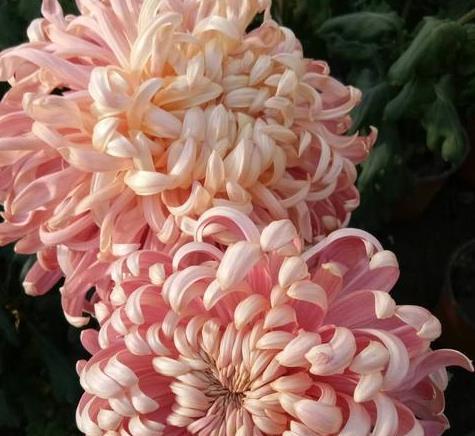 表示诚实的花花语是什么意思？如何用花表达诚实？