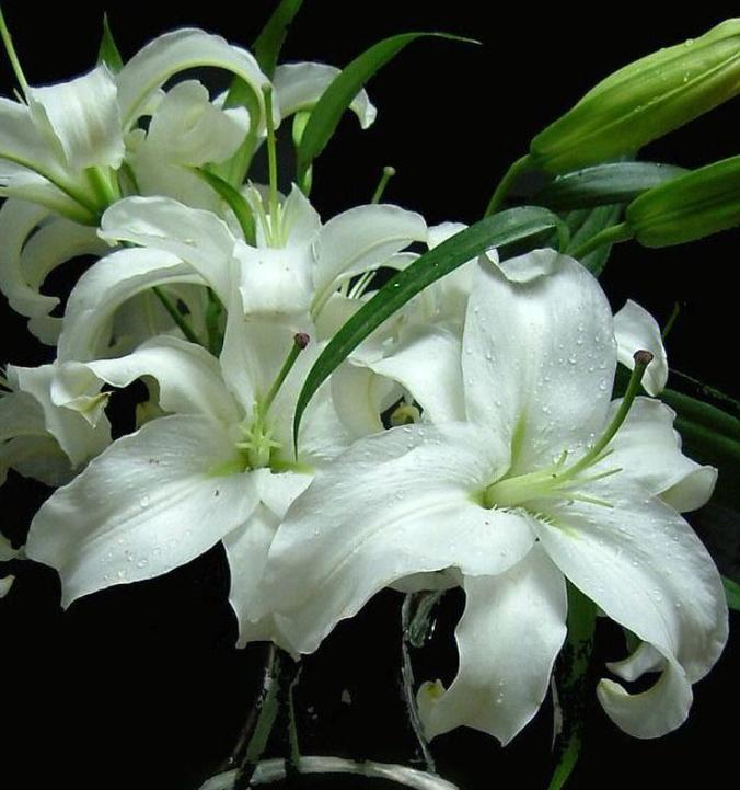 表示诚实的花花语是什么意思？如何用花表达诚实？