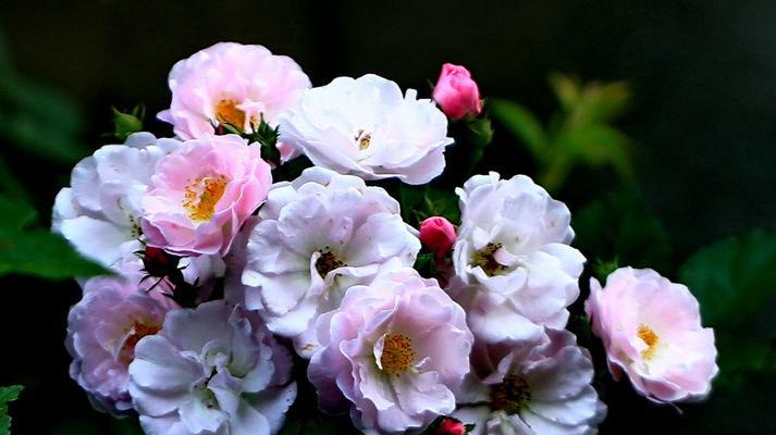 表示初恋的花花语是什么？初恋的花有哪些含义？