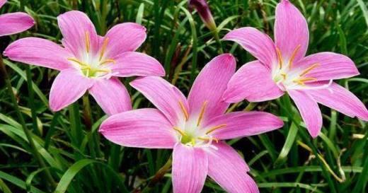 表示初恋的花花语是什么？初恋的花有哪些含义？