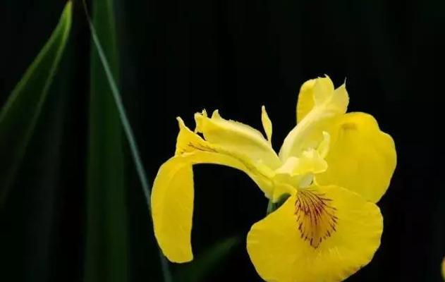 表示道歉的花花语是什么？如何选择合适的道歉花束？