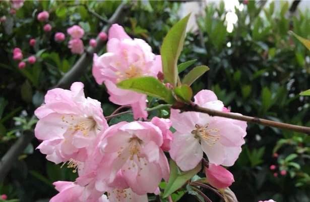 表示道歉的花花语是什么？如何选择合适的道歉花束？