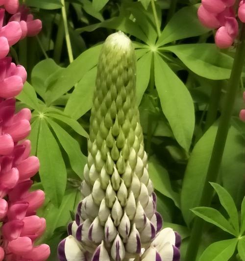 表示父爱的花花语是什么？父爱的花有哪些种类？