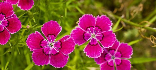 表示父爱的花花语是什么？父爱的花有哪些种类？