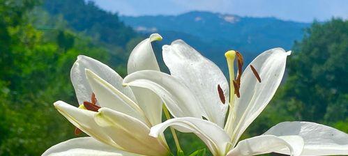 表示父爱的花花语是什么？父爱的花有哪些种类？