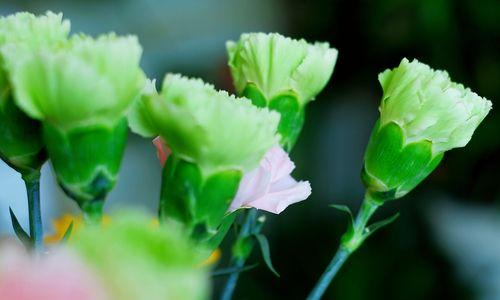 感恩节送什么花？表示感恩的花有哪些花语含义？