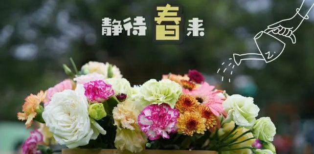 感恩节送什么花？表示感恩的花有哪些花语含义？