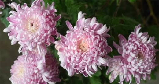 表示高洁的花花语是什么？高洁的花象征着什么含义？