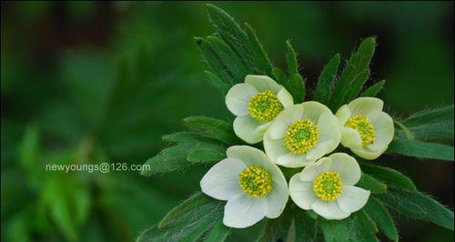 表示孤独的花花语是什么意思？如何理解孤独的花的含义？