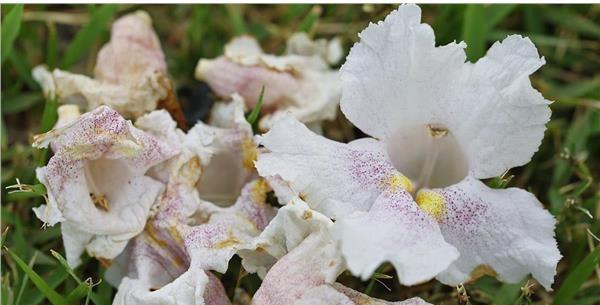 表示孤独的花花语是什么意思？如何理解孤独的花的含义？