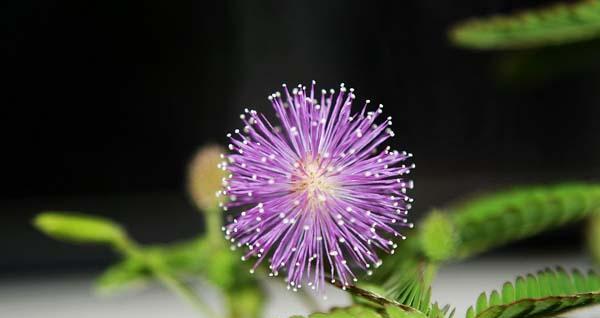 表示害羞的花花语是什么？如何解读害羞花的含义？