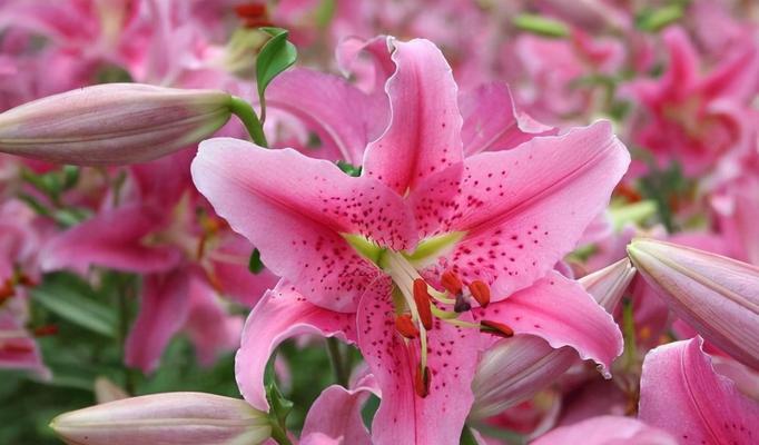 表示害羞的花花语是什么？如何解读害羞花的含义？