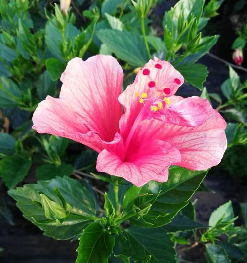 表示害羞的花花语是什么？如何解读害羞花的含义？