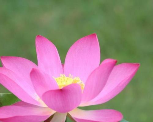 表示吉祥的花花语是什么？如何选择吉祥的花卉？