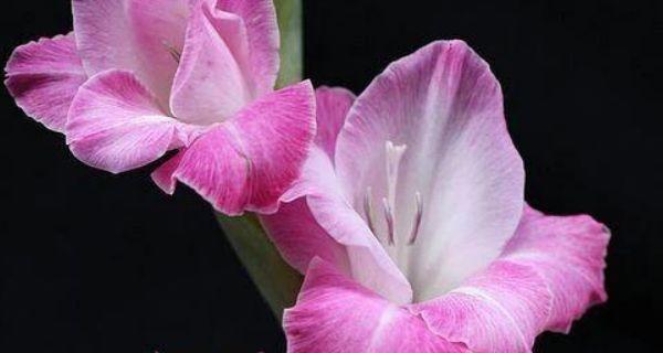 表示吉祥的花花语是什么？如何选择吉祥的花卉？