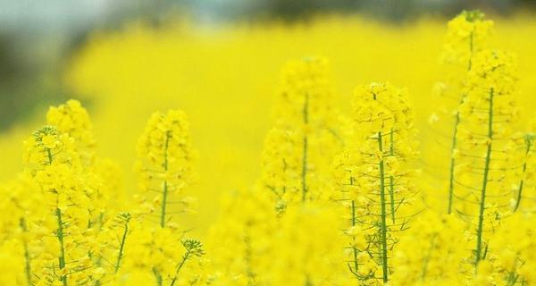 表示加油的花花语是什么？如何用花表达加油鼓励？