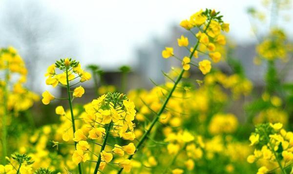 表示加油的花花语是什么？如何用花表达加油鼓励？