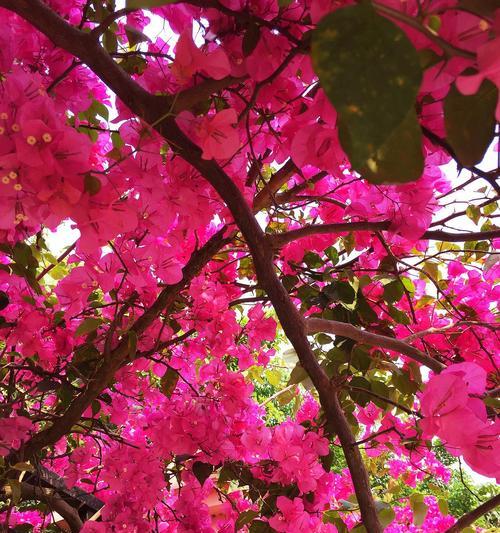 表示坚韧不拔的花花语是什么？如何用花表达坚韧不拔的精神？