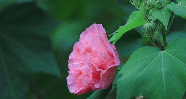 表示坚韧不拔的花花语是什么？如何用花表达坚韧不拔的精神？